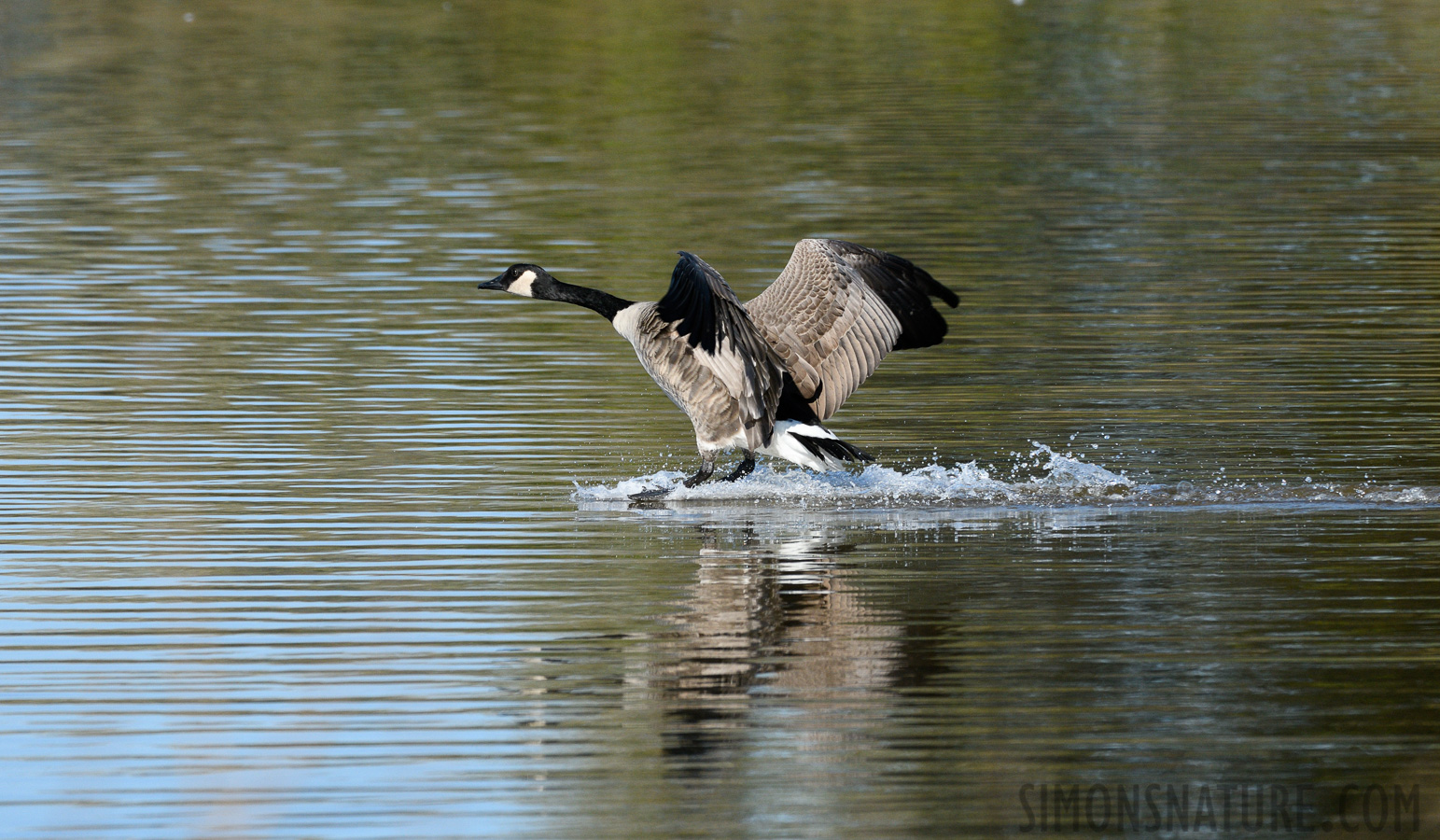 Branta canadensis interior [400 mm, 1/1600 sec at f / 8.0, ISO 800]